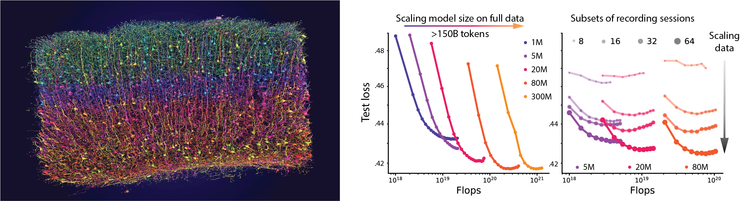 MICrONS neural reconstruction and Enigma Project scaling law curves showing test loss vs. FLOPs across model sizes and recording sessions